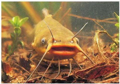 北极鲶鱼爆料视频大全最新